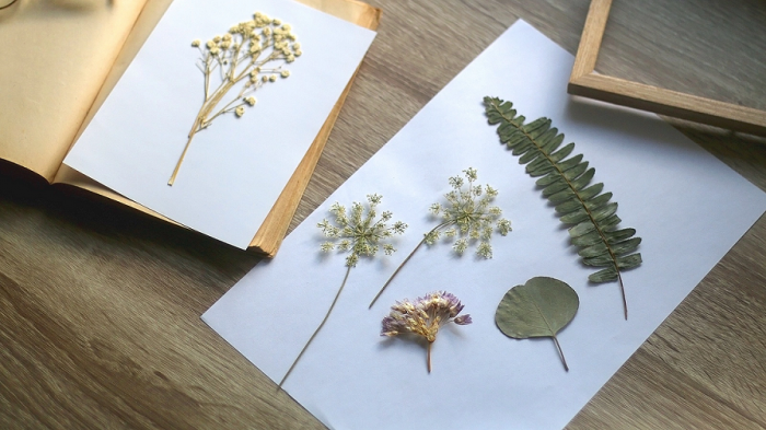 Гербарий натурально-интерактивный 