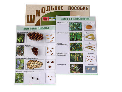 Коллекция 