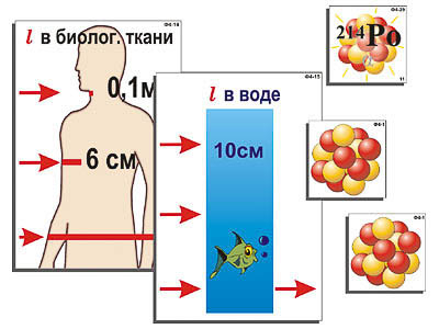 Модель-аппликация 