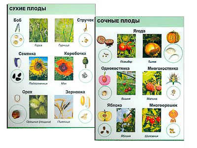Коллекция 