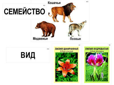 Модель-аппликация 