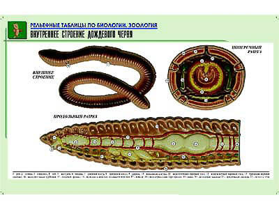 Рельефная таблица 