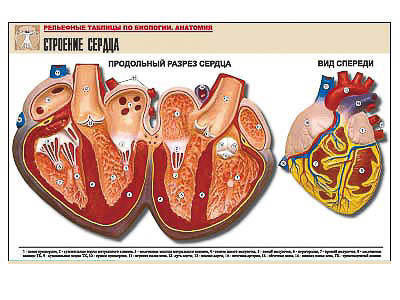 Рельефная таблица 